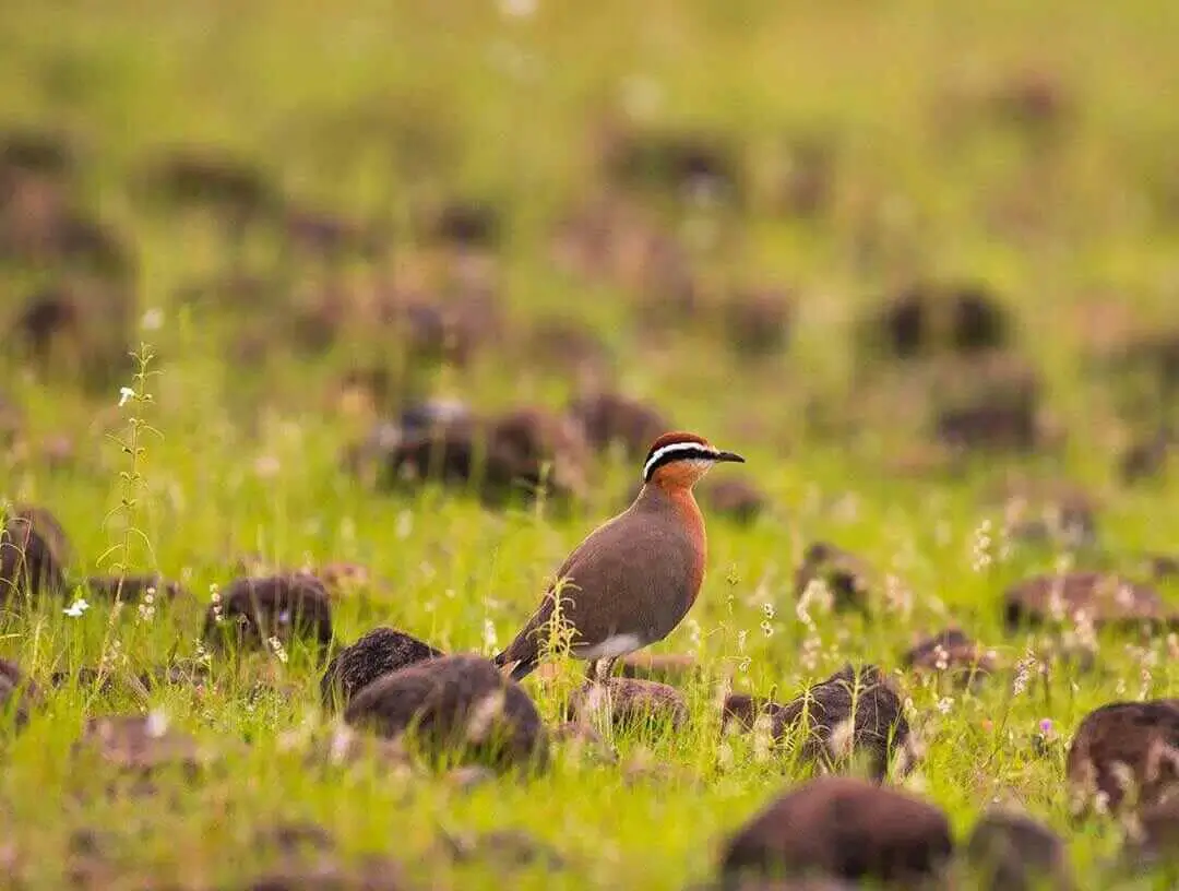 Temminck's Courser